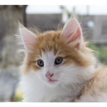 Chatterie de la Fontaine d'Urda